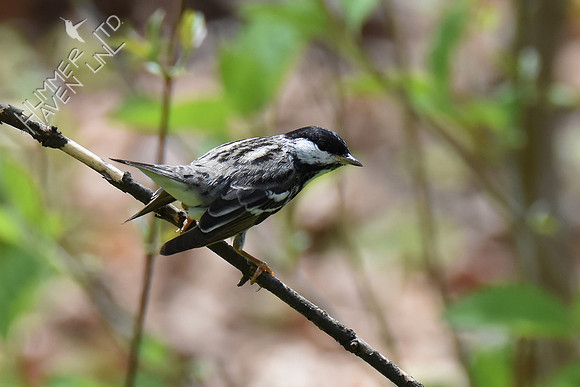 Blackpoll Warbler 5-1-18