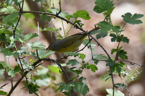 Nashville Warbler with larva 5-1-18