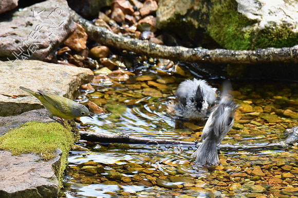 Nashville Warbler, Tufted Titmouse and Carolina Chickadee 5-1-18