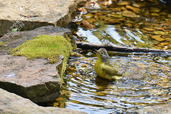 Nashville Warbler "My turn!" 5-1-18