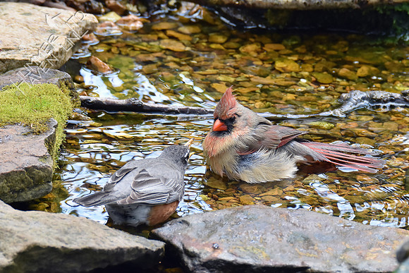 American Robin and Northern Cardinal female 5-1-18