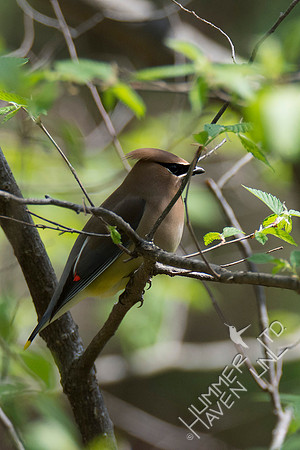 Cedar Waxwing 5-1-18