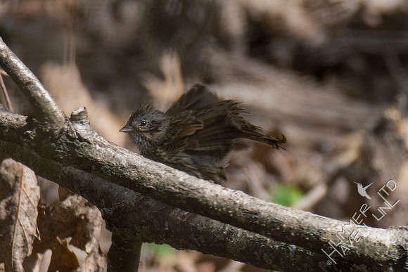 Lincoln's Sparrow 5-1-18