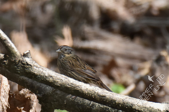 Lincoln's Sparrow 5-1-18