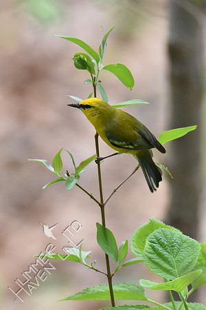 Blue-winged Warbler 5-2-18