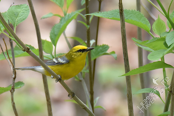 Blue-winged Warbler 5-2-18