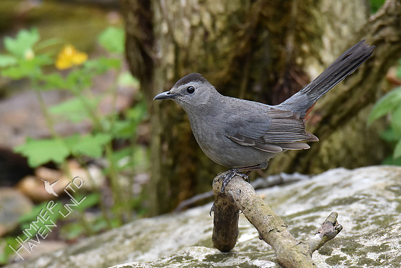 Gray Catbird 5-2-18