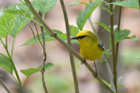 Blue-winged Warbler 5-2-18