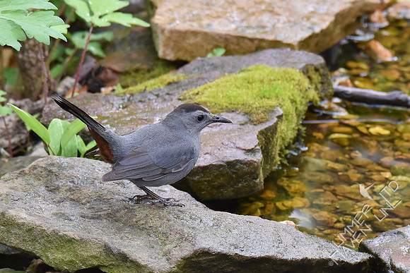 Gray Catbird 5-2-18
