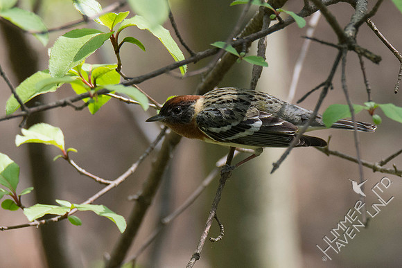 Bay-breasted Warbler 5-2-18