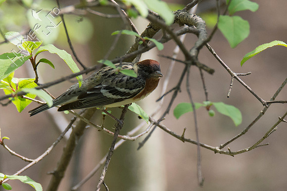 Bay-breasted Warbler 5-2-18
