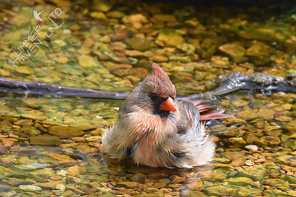 Northern Cardinal 5-2-18
