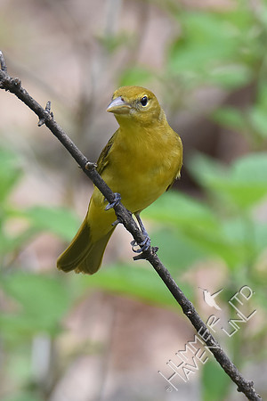 Summer Tanager female 5-2-18