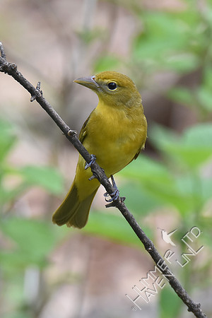 Summer Tanager female 5-2-18