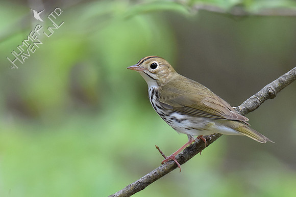 Ovenbird 5-2-18