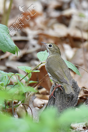 Ovenbird 5-2-18