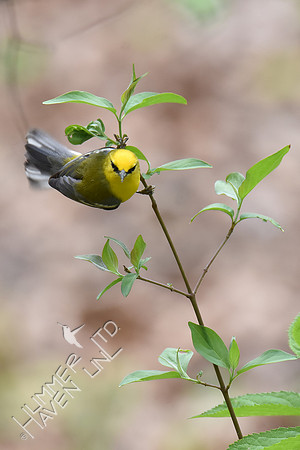 Blue-winged Warbler 5-2-18