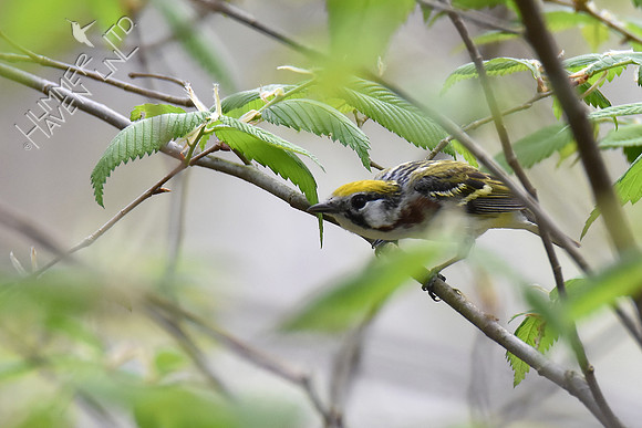 Chestnut-sided Warbler 5-2-18