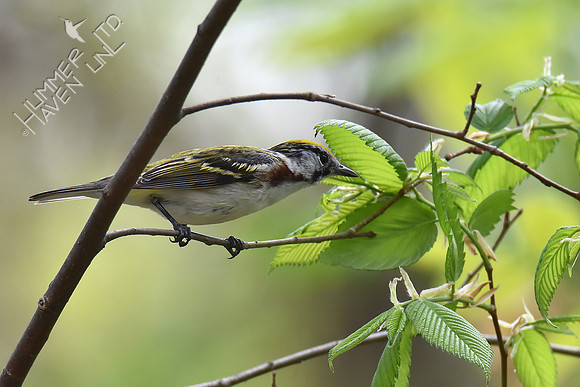 Chestnut-sided Warbler 5-2-18