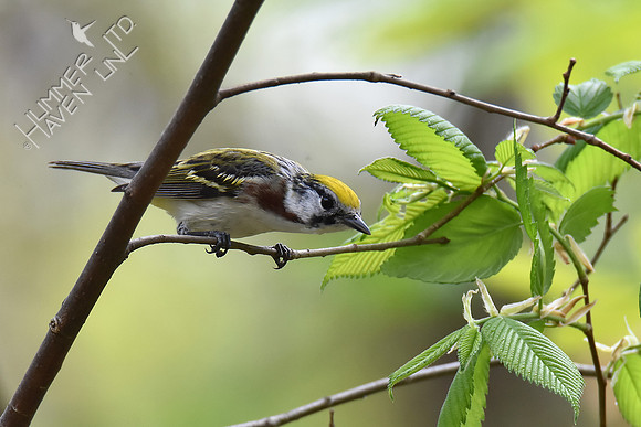 Chestnut-sided Warbler 5-2-18
