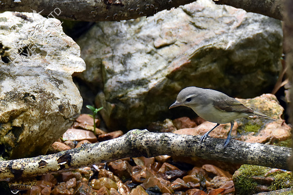 Warbling Vireo 5-2-18