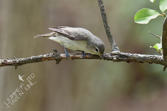 Warbling Vireo 5-2-18