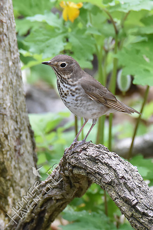 Gray-cheeked Thrush 5-2-18