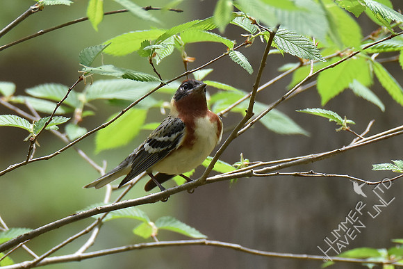 Bay-breasted Warbler 5-2-18