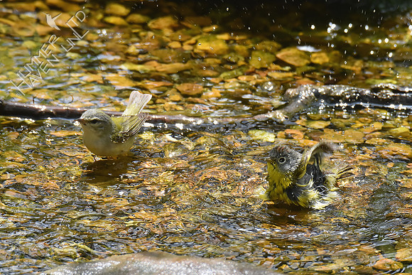 Tennessee and Nashville Warblers 5-2-18