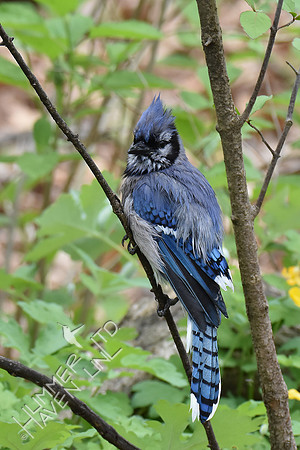 Blue Jay 5-2-18