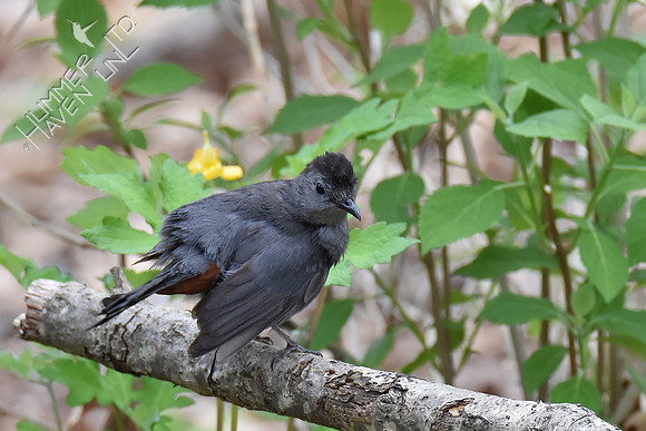 Gray Catbird 5-2-18