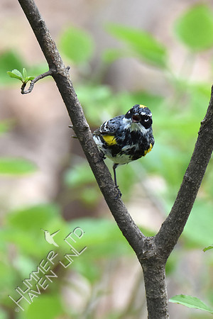 Yellow-rumped Warbler 5-2-18