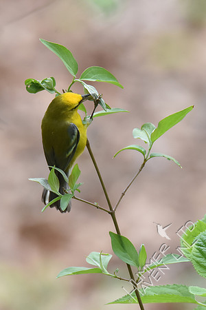 Blue-winged Warbler 5-2-18