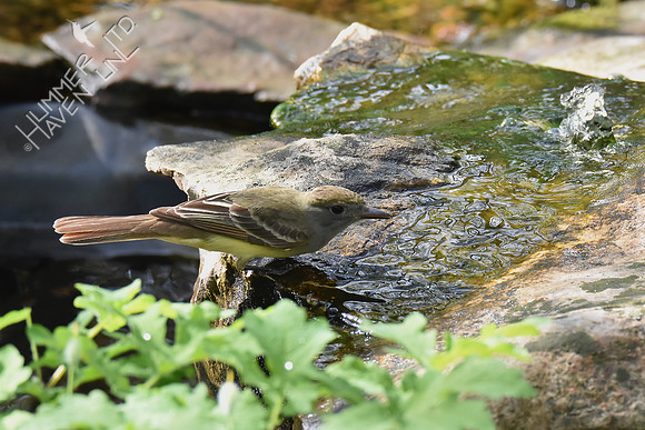 Bubbler Bird #120 Great Crested Flycatcher 5-2-18