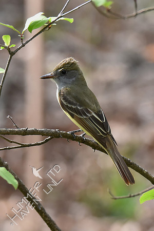 Great Crested Flycatcher 5-2-18