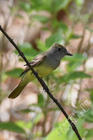 Great Crested Flycatcher 5-2-18