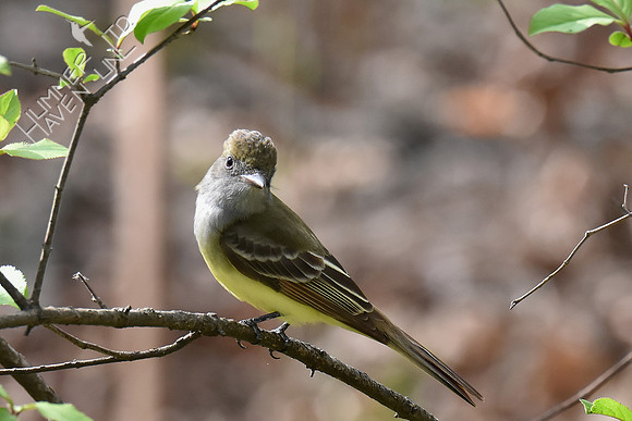 Great Crested Flycatcher 5-2-18