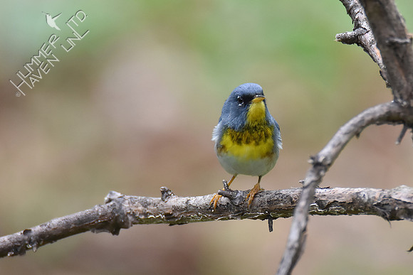 Northern Parula 5-4-18