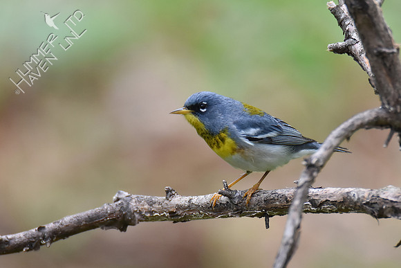 Northern Parula 5-4-18