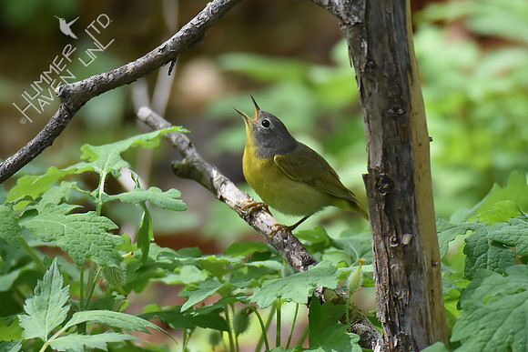 Nashville Warbler 5-4-18