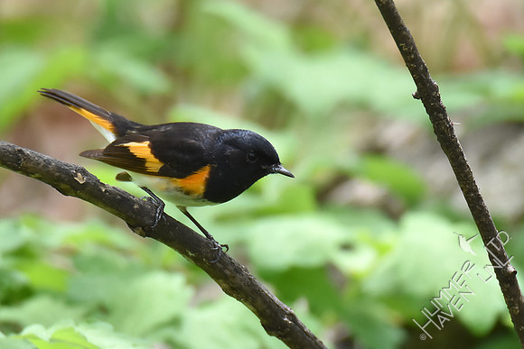 American Redstart 5-4-18