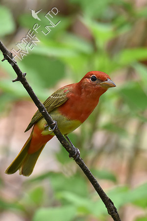 Summer Tanager 5-4-18