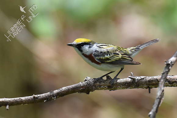Chestnut-sided Warbler 5-4-18