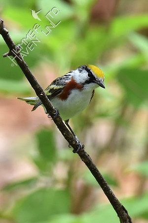 Chestnut-sided Warbler 5-4-18