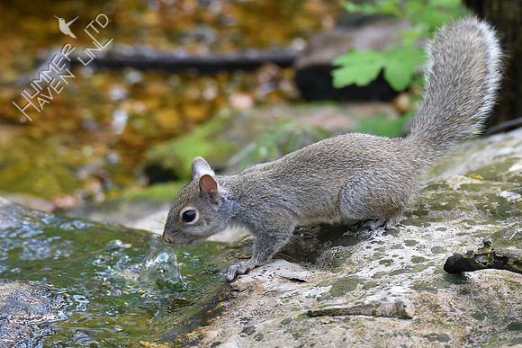 Baby Eastern Gray Squirrel 5-6-18