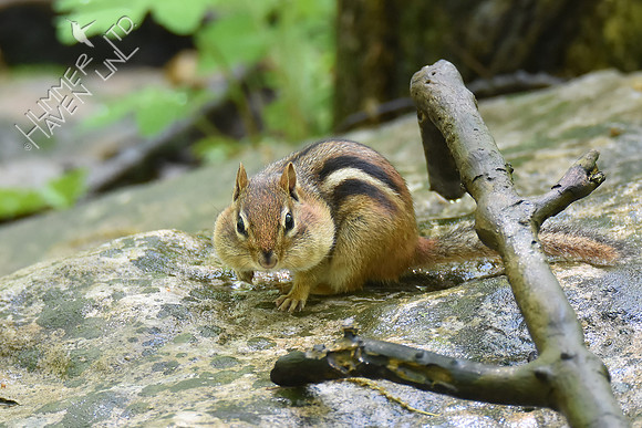 Eastern Chipmunk 5-7-18
