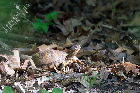 Three-toed Box Turtle female 5-7-18