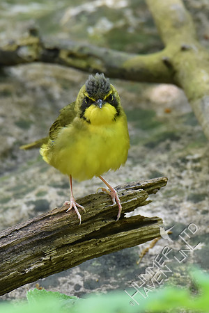 Kentucky Warbler 5-8-18