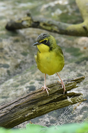 Kentucky Warbler 5-8-18