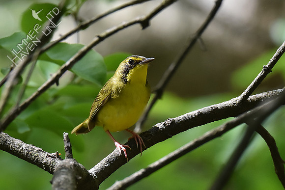 Kentucky Warbler 5-8-18